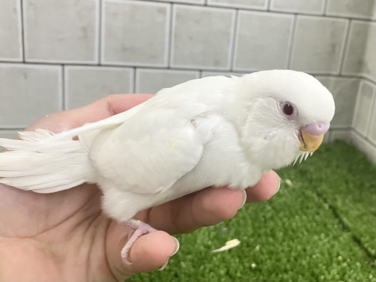 ✨最新画像✨雲になりたい?!🪽⋆.*ヴァッサー𝐡𝐨𝐦𝐞 𝐫𝐮𝐧⚾️🤍セキセイインコ(アルビノ/2026年4月生まれ) セキセイインコ