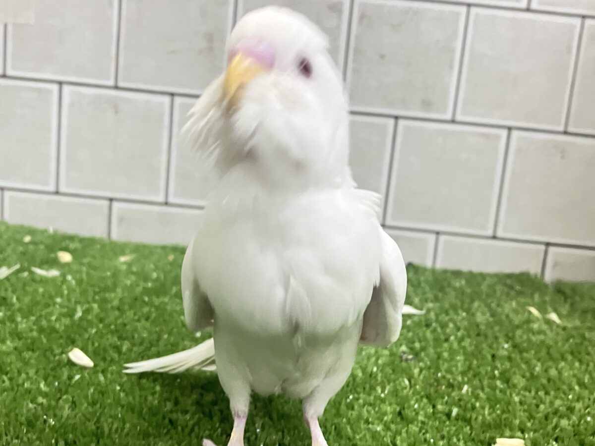 ✨最新画像✨雲になりたい?!🪽⋆.*ヴァッサー𝐡𝐨𝐦𝐞 𝐫𝐮𝐧⚾️🤍セキセイインコ(アルビノ/2026年4月生まれ) セキセイインコ