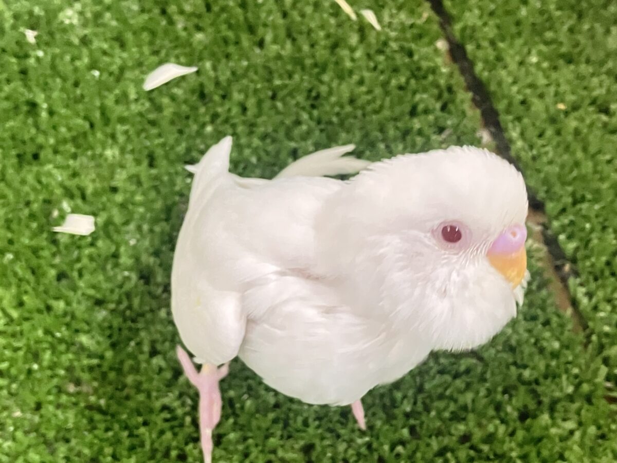 ✨最新画像✨雲になりたい?!🪽⋆.*ヴァッサー𝐡𝐨𝐦𝐞 𝐫𝐮𝐧⚾️🤍セキセイインコ(アルビノ/2026年4月生まれ) セキセイインコ