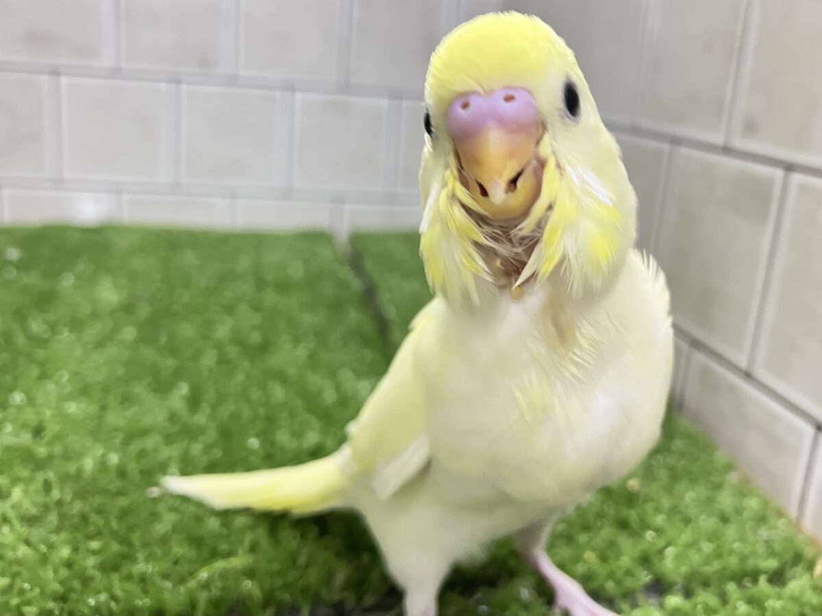 セキセイインコ