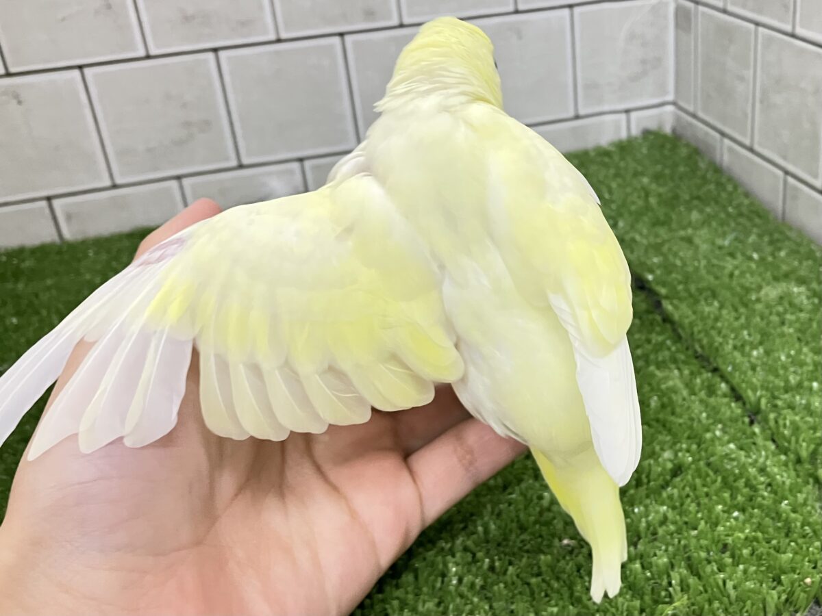 セキセイインコ