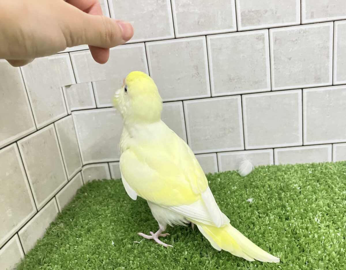 セキセイインコ