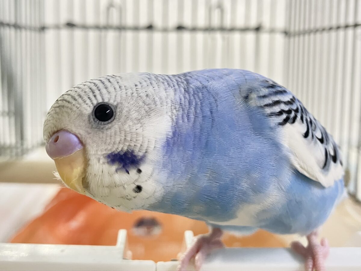 ✨最新画像✨いざ大空へ❕あ、同化するねぇ!⛅️✨セキセイインコ(ブルーパイド/2026年4月生まれ) セキセイインコ