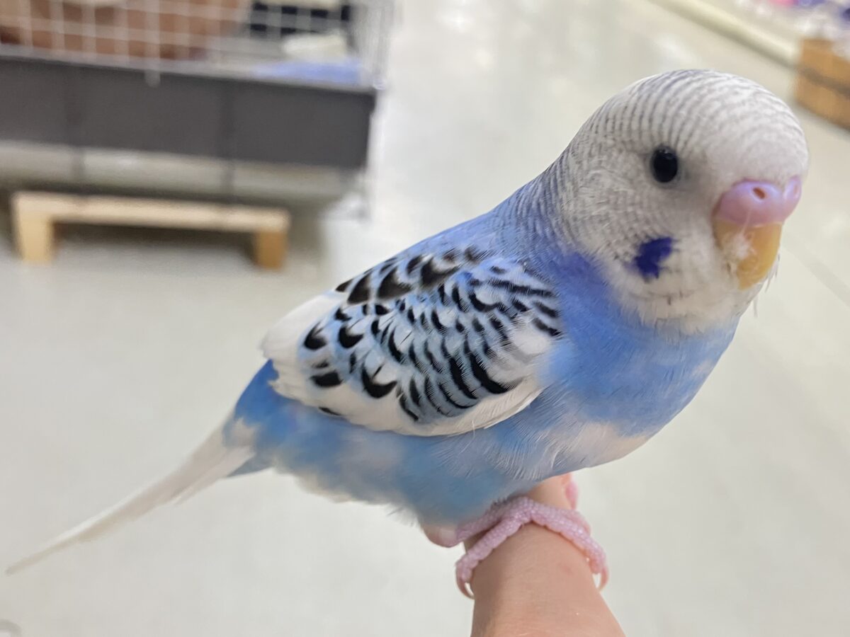 ✨最新画像✨いざ大空へ❕あ、同化するねぇ!⛅️✨セキセイインコ(ブルーパイド/2026年4月生まれ) セキセイインコ