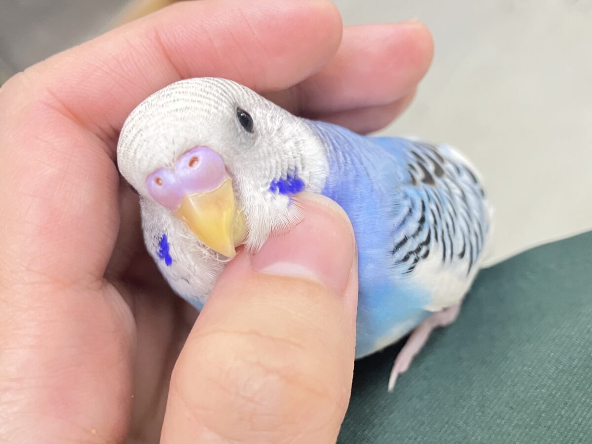✨最新画像✨いざ大空へ❕あ、同化するねぇ!⛅️✨セキセイインコ(ブルーパイド/2026年4月生まれ) セキセイインコ