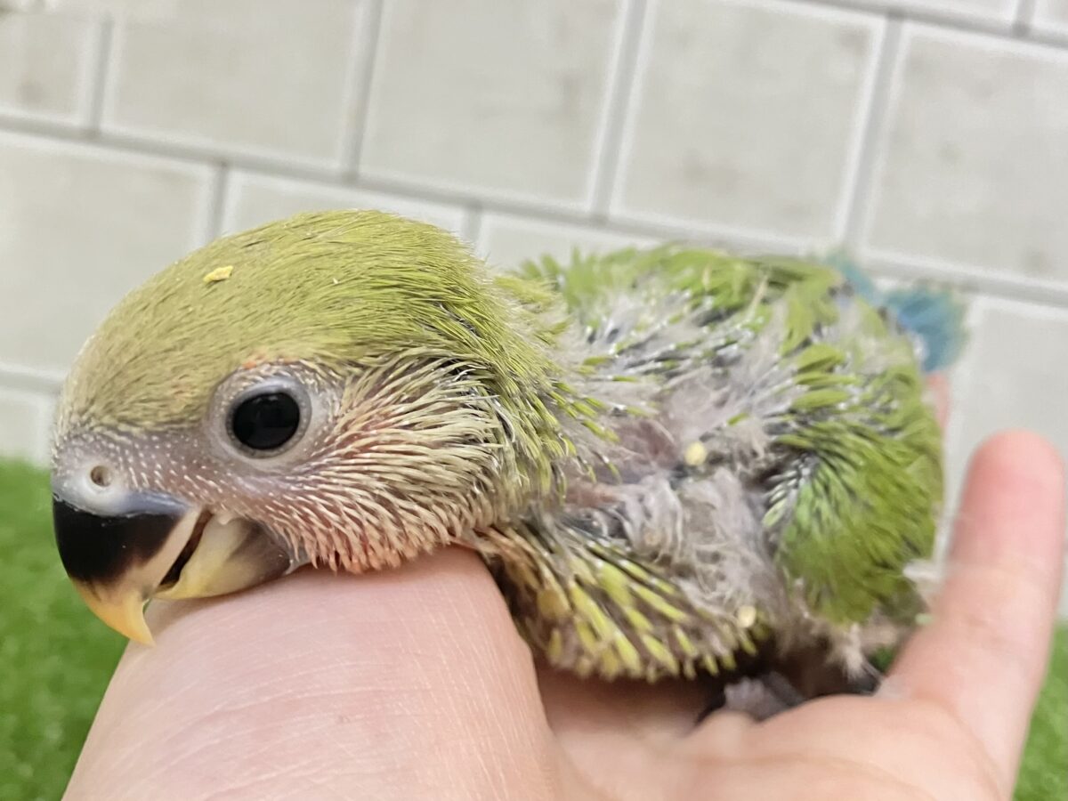抹茶は渋いほど、、コクがある、きっと😎🍵コザクラインコ(ノーマル/2026年5月生まれ) コザクラインコ(小桜インコ)