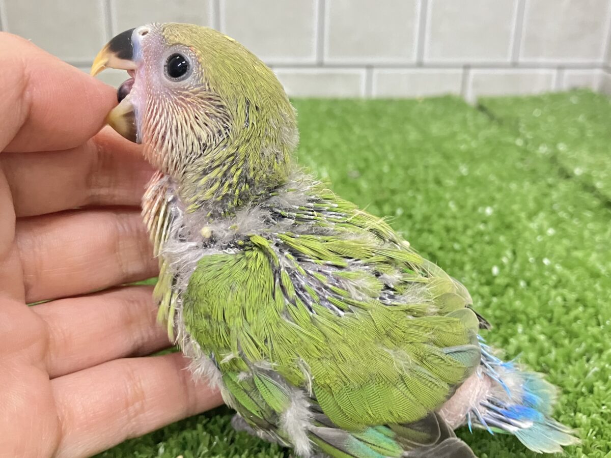 抹茶は渋いほど、、コクがある、きっと😎🍵コザクラインコ(ノーマル/2026年5月生まれ) コザクラインコ(小桜インコ)