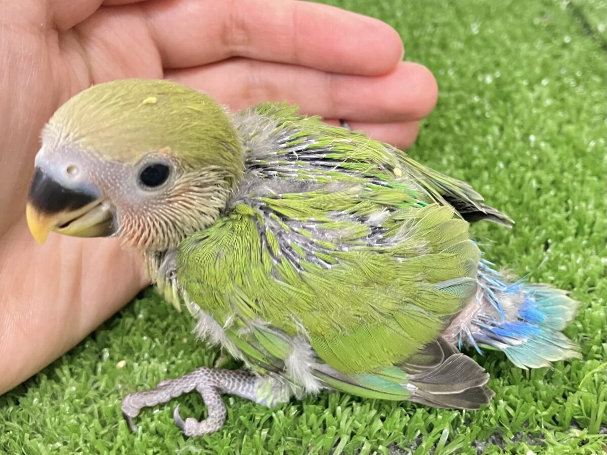 抹茶は渋いほど、、コクがある、きっと😎🍵コザクラインコ(ノーマル/2026年5月生まれ) コザクラインコ(小桜インコ)