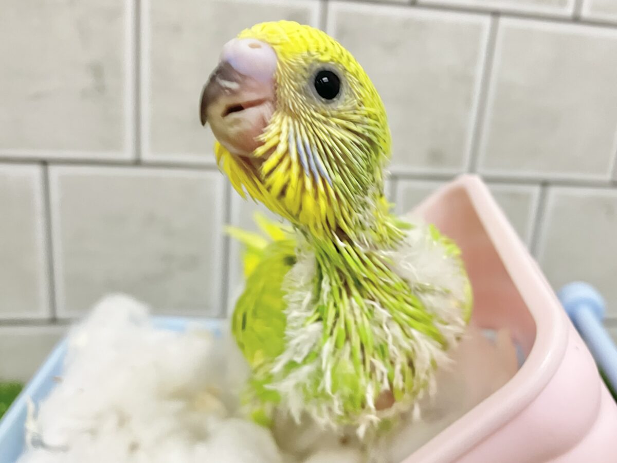 【最新画像更新☆☆】ワタワタばいちゃ👋逆タンポポ?!🌼.*セキセイインコ(イエロースパングル/2026年5月生まれ) セキセイインコ