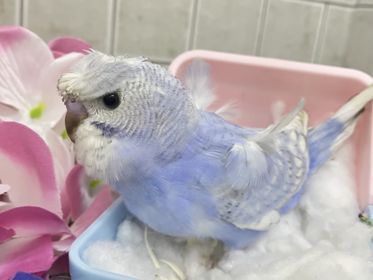 久々‼️ぱつクルちゃん✂️⸒⸒セキセイインコ(ブルースパングル/2026年5月生まれ) 梵天セキセイインコ