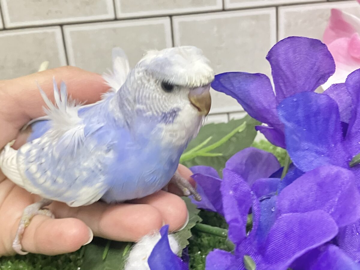 久々‼️ぱつクルちゃん✂️⸒⸒セキセイインコ(ブルースパングル/2026年5月生まれ) 梵天セキセイインコ