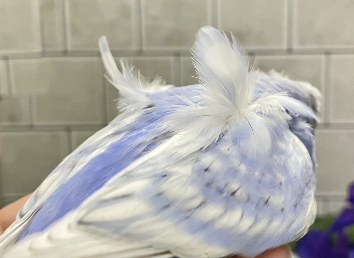 久々‼️ぱつクルちゃん✂️⸒⸒セキセイインコ(ブルースパングル/2026年5月生まれ) 梵天セキセイインコ