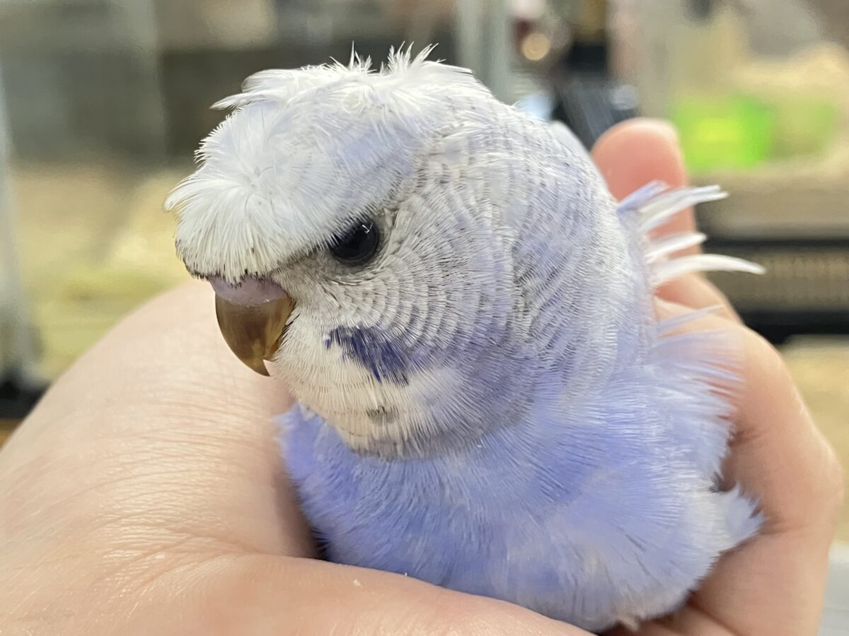 久々‼️ぱつクルちゃん✂️⸒⸒セキセイインコ(ブルースパングル/2026年5月生まれ) 梵天セキセイインコ