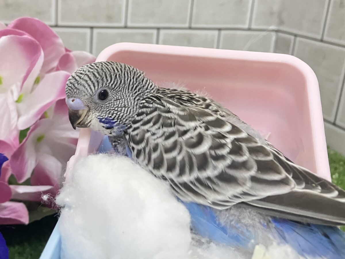進め青信号❕💙しましまピーーッ🚥💭セキセイインコ(ノーマル/2026年5月生まれ) セキセイインコ