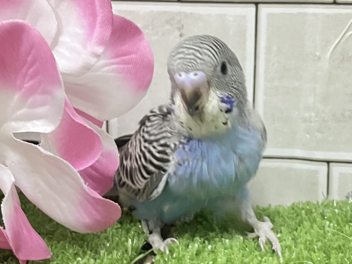 進め青信号❕💙しましまピーーッ🚥💭セキセイインコ(ノーマル/2026年5月生まれ) セキセイインコ