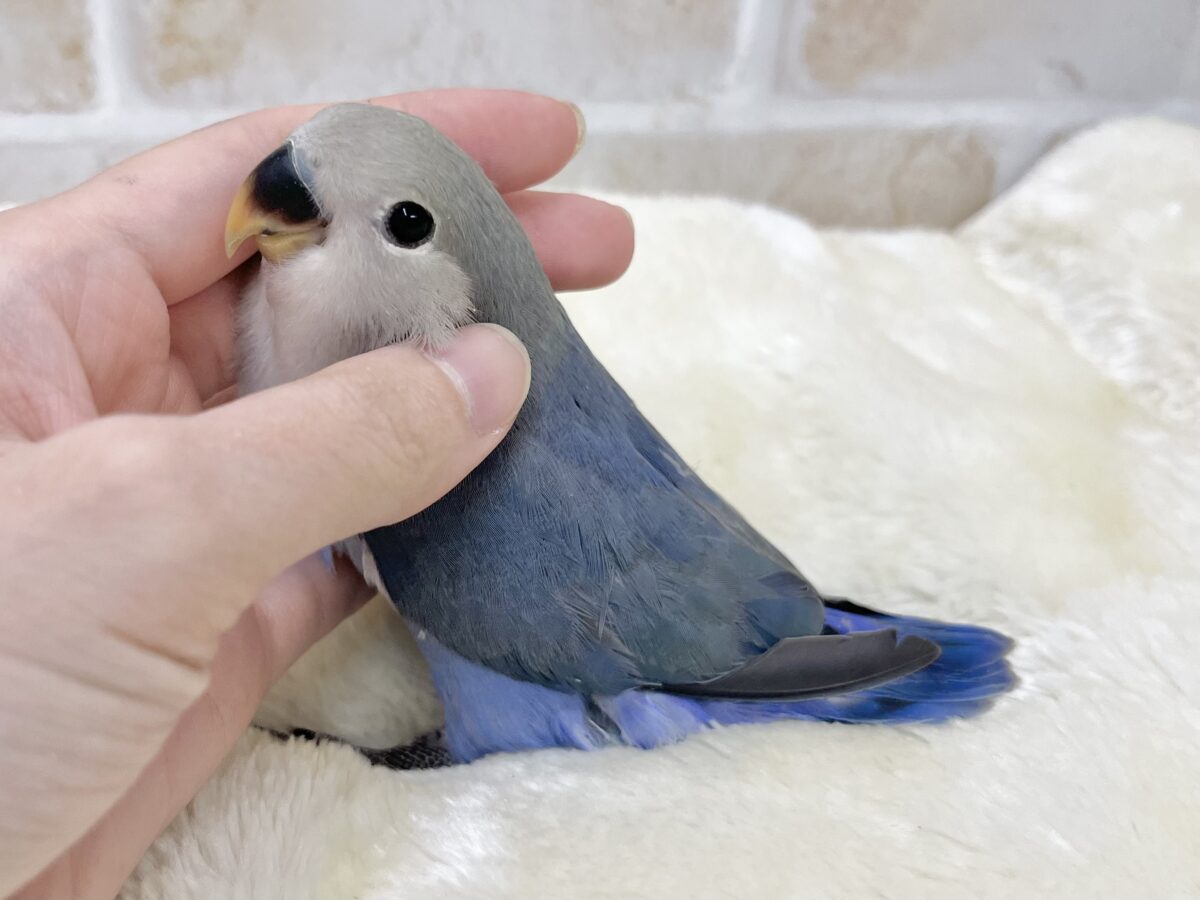 【🆙最新画像あり‼️】アイドルフェイス😍💕 コザクラインコ(バイオレット) コザクラインコ(小桜インコ)
