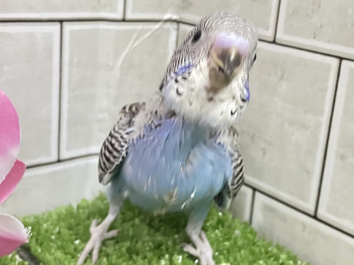 進め青信号❕💙しましまピーーッ🚥💭セキセイインコ(ノーマル/2026年5月生まれ) セキセイインコ