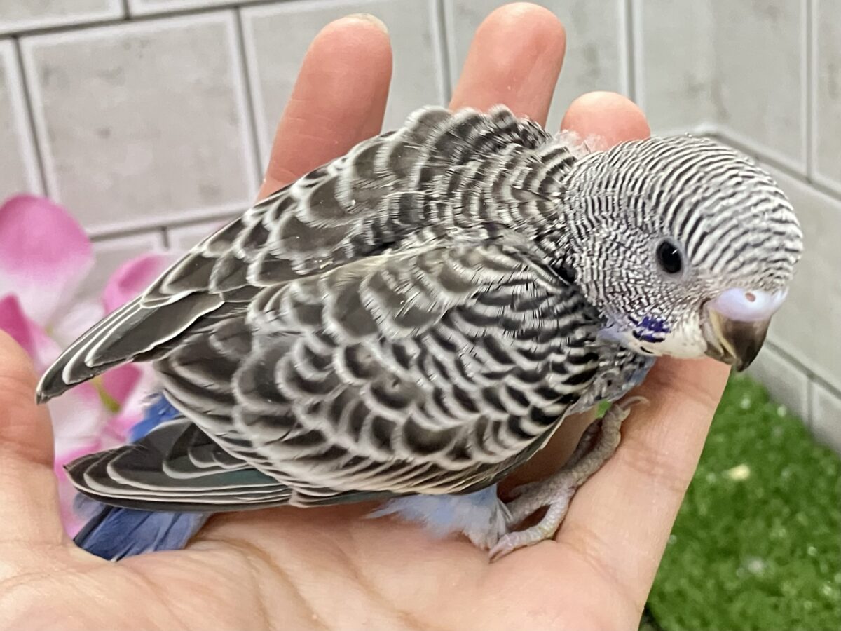 進め青信号❕💙しましまピーーッ🚥💭セキセイインコ(ノーマル/2026年5月生まれ) セキセイインコ