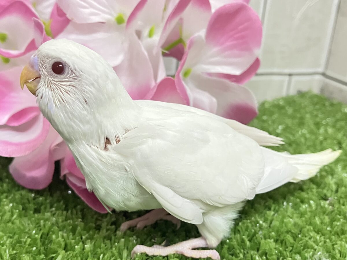 イカすね🦑忍法雲隠れ☁️サッ=͟͟͞͞( │セキセイインコ(アルビノ/2026年5月生まれ) セキセイインコ