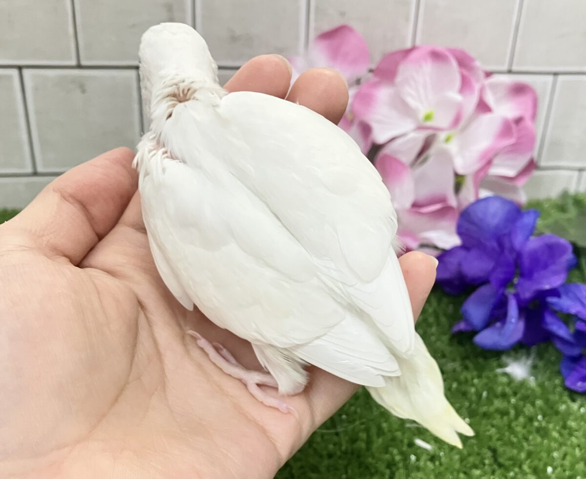 イカすね🦑忍法雲隠れ☁️サッ=͟͟͞͞( │セキセイインコ(アルビノ/2026年5月生まれ) セキセイインコ