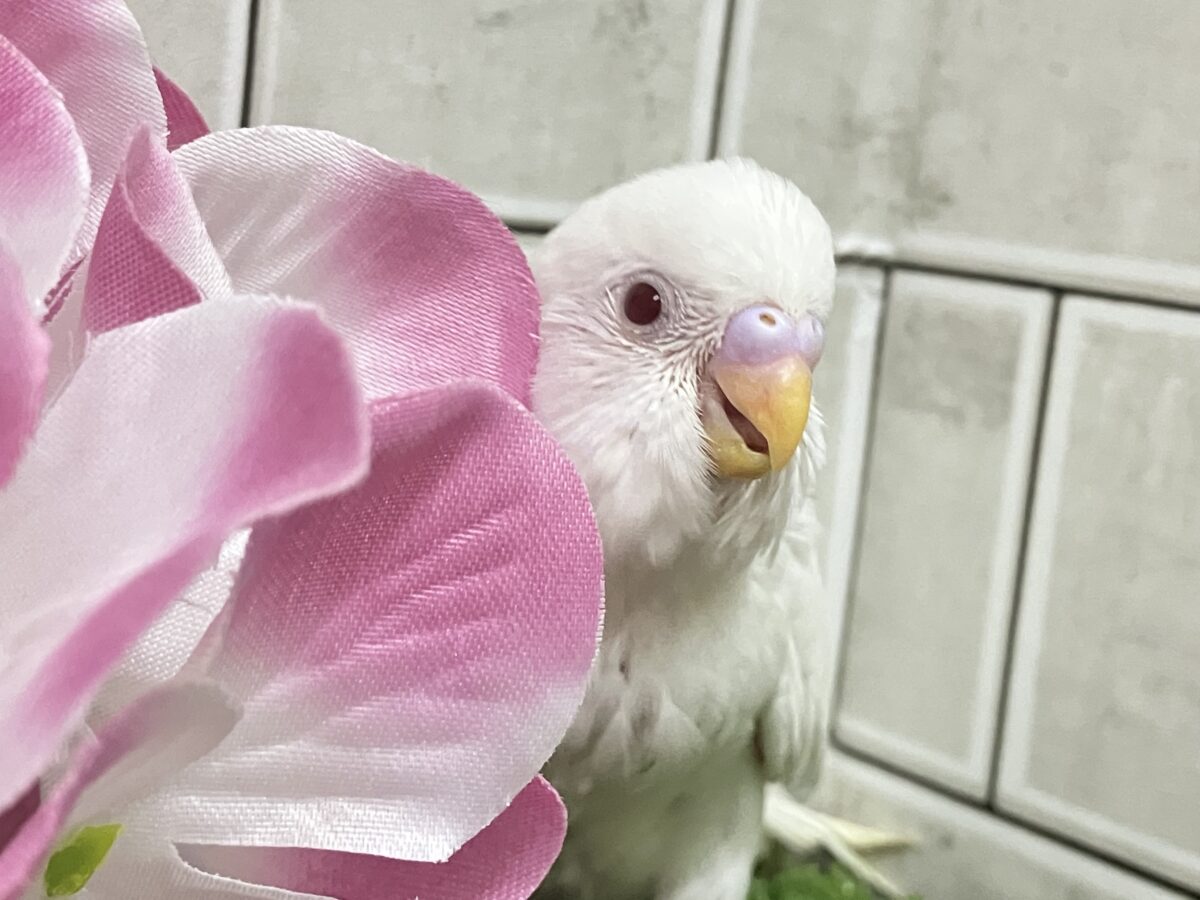 イカすね🦑忍法雲隠れ☁️サッ=͟͟͞͞( │セキセイインコ(アルビノ/2026年5月生まれ) セキセイインコ