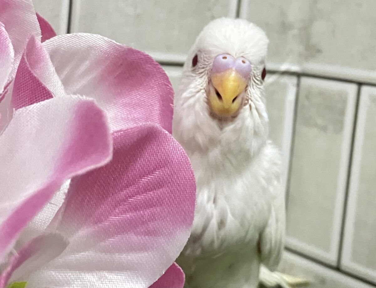 イカすね🦑忍法雲隠れ☁️サッ=͟͟͞͞( │セキセイインコ(アルビノ/2026年5月生まれ) セキセイインコ
