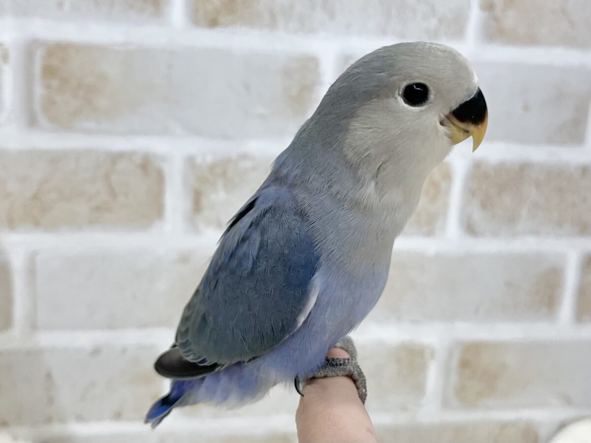 【🆙最新画像あり‼️】アイドルフェイス😍💕 コザクラインコ(バイオレット) コザクラインコ(小桜インコ)