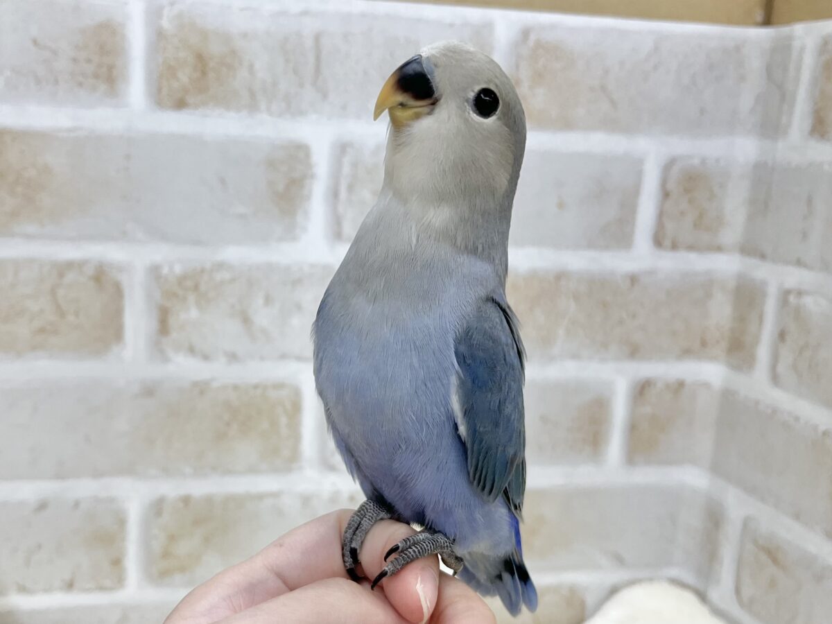 【🆙最新画像あり‼️】アイドルフェイス😍💕 コザクラインコ(バイオレット) コザクラインコ(小桜インコ)