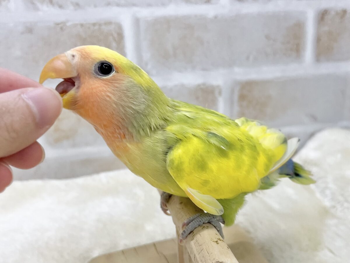 【🆙最新画像あり‼️】カラフルに成長します🐯🍒✨ コザクラインコ(タイガーチェリー) コザクラインコ(小桜インコ)