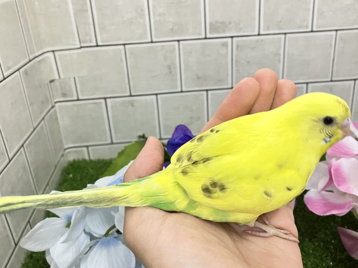 ✨最新画像✨ぽやぁ💭🎀潤いの雫ポタッ✨️🖌セキセイインコ(イエローハルクイン/2026年4月生まれ) セキセイインコ