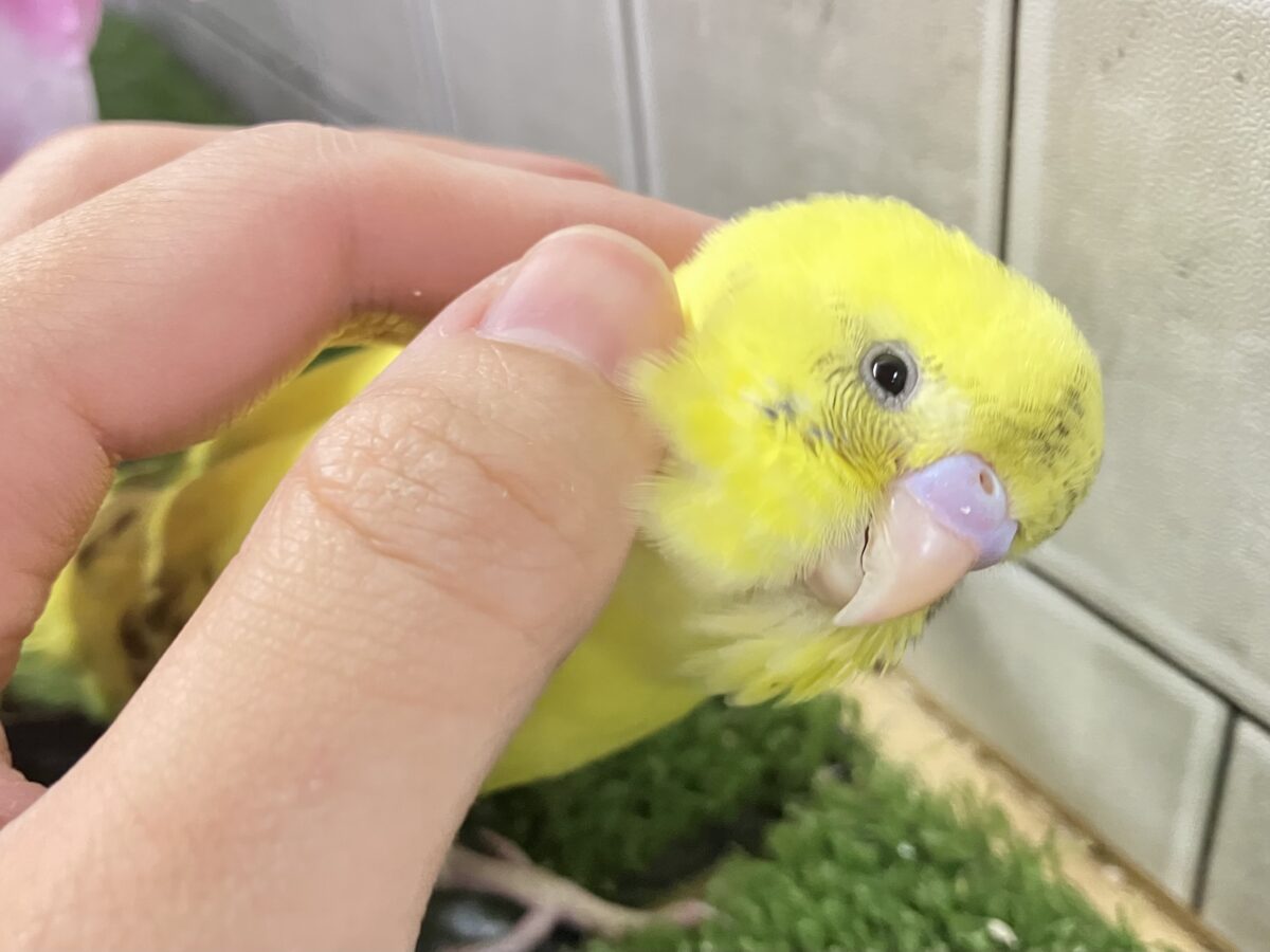 ✨最新画像✨ぽやぁ💭🎀潤いの雫ポタッ✨️🖌セキセイインコ(イエローハルクイン/2026年4月生まれ) セキセイインコ