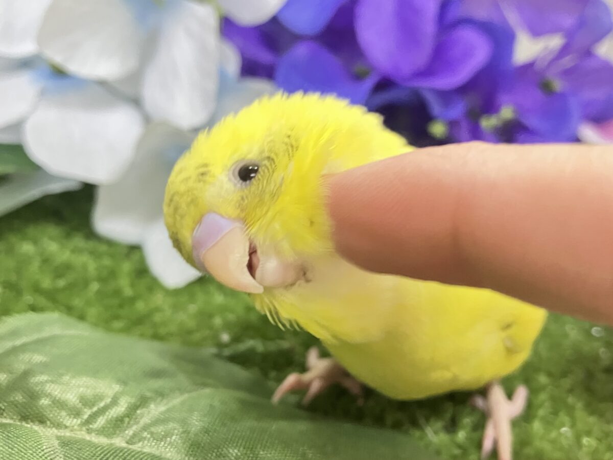 ✨最新画像✨ぽやぁ💭🎀潤いの雫ポタッ✨️🖌セキセイインコ(イエローハルクイン/2026年4月生まれ) セキセイインコ