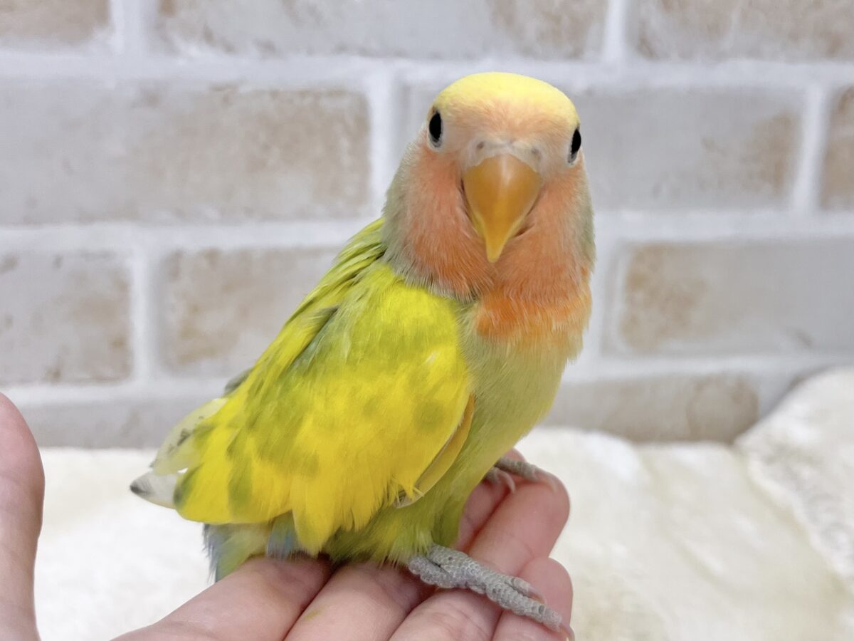 コザクラインコ（小桜インコ）
