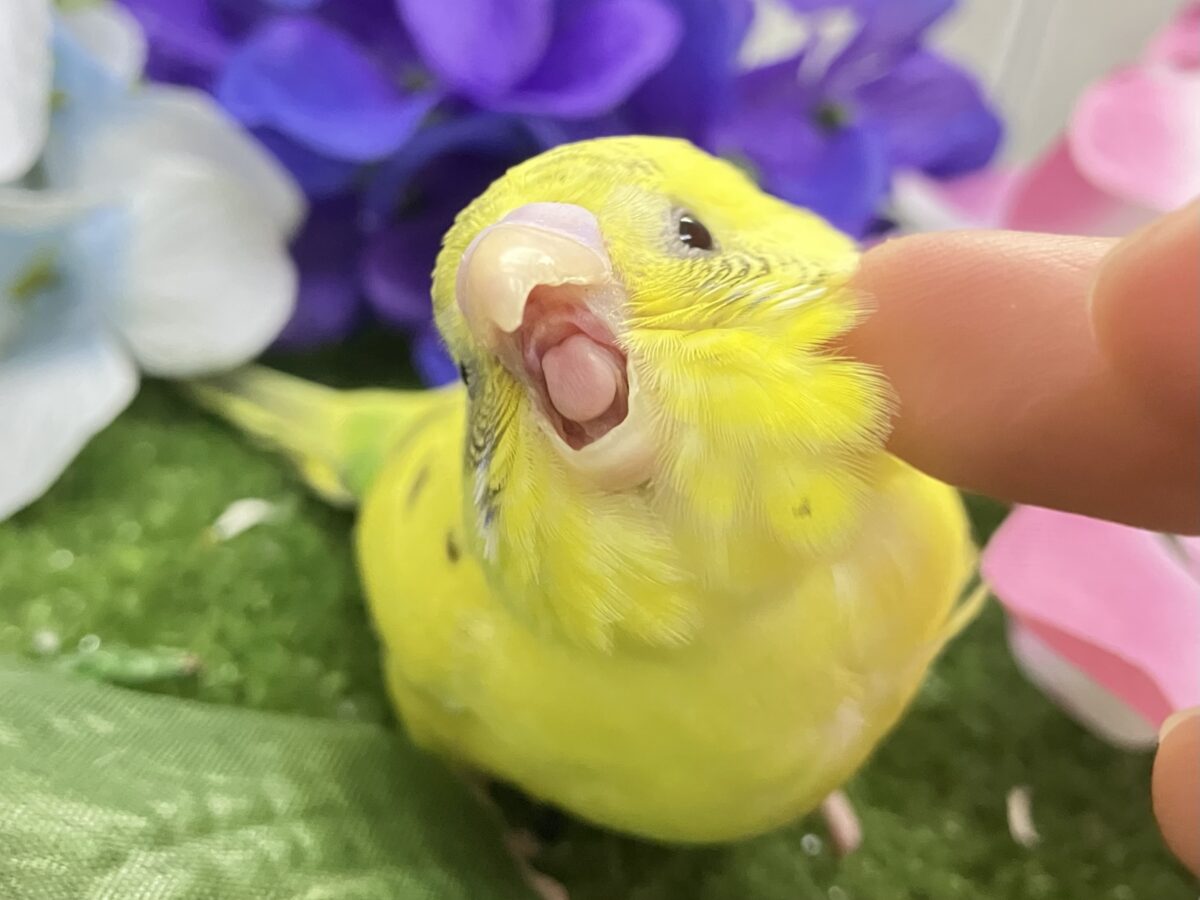 ✨最新画像✨ぽやぁ💭🎀潤いの雫ポタッ✨️🖌セキセイインコ(イエローハルクイン/2026年4月生まれ) セキセイインコ