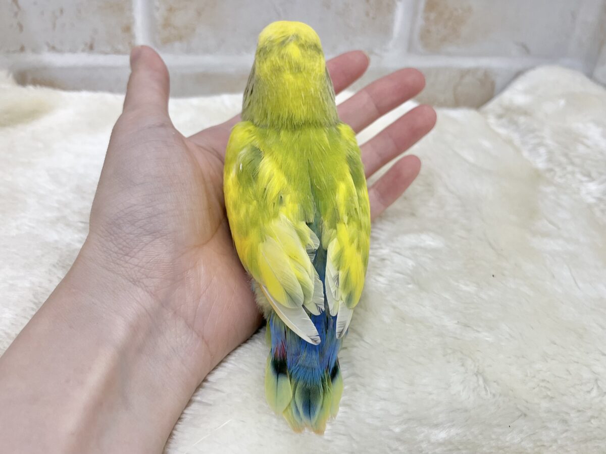 【🆙最新画像あり‼️】カラフルに成長します🐯🍒✨ コザクラインコ(タイガーチェリー) コザクラインコ(小桜インコ)