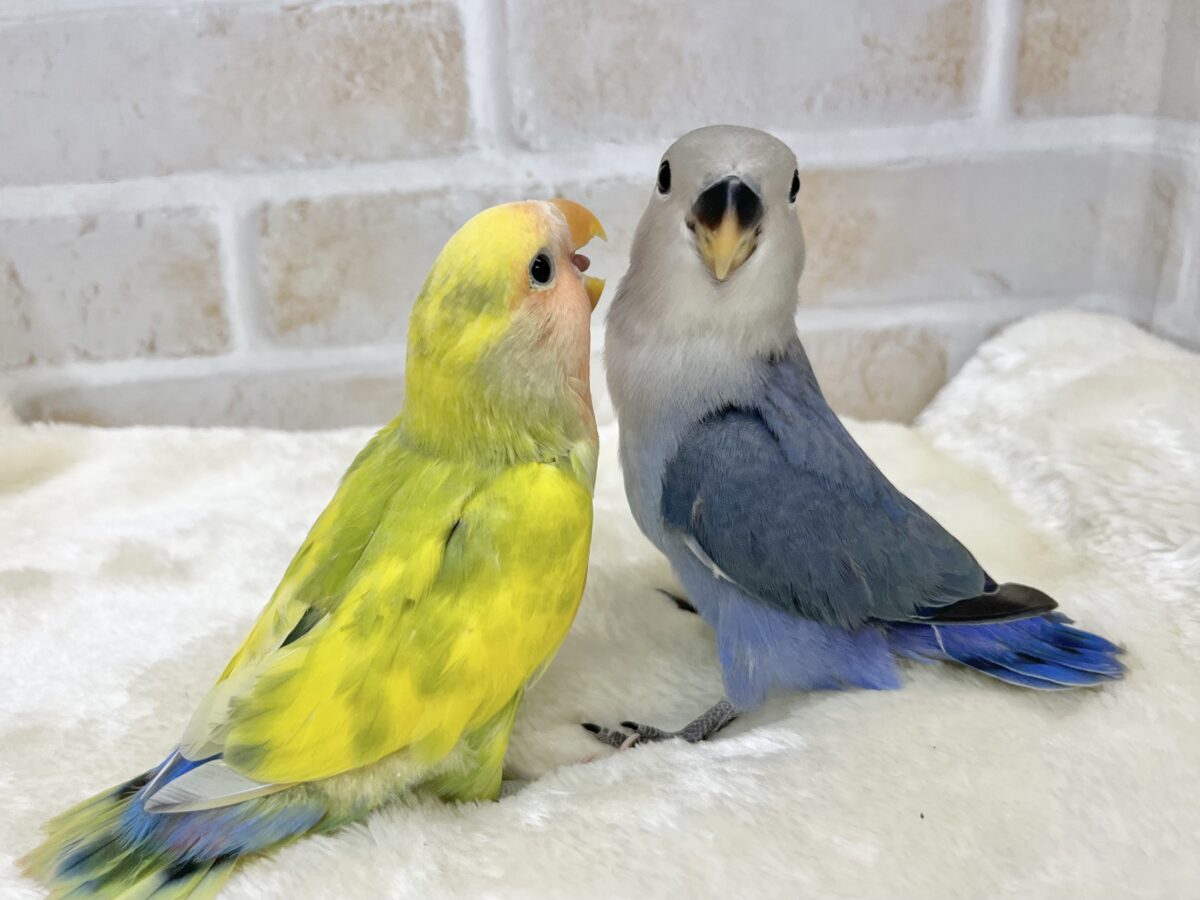 【🆙最新画像あり‼️】カラフルに成長します🐯🍒✨ コザクラインコ(タイガーチェリー) コザクラインコ(小桜インコ)