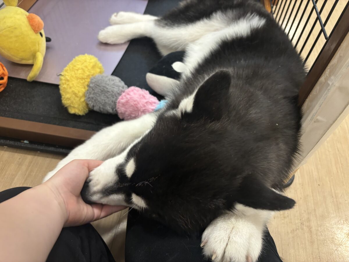 シベリアンハスキー