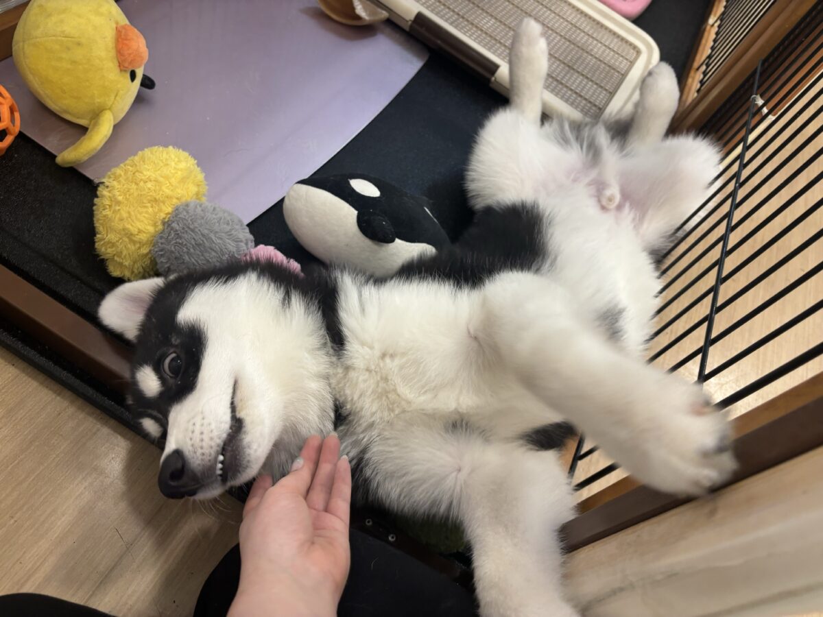 シベリアンハスキー