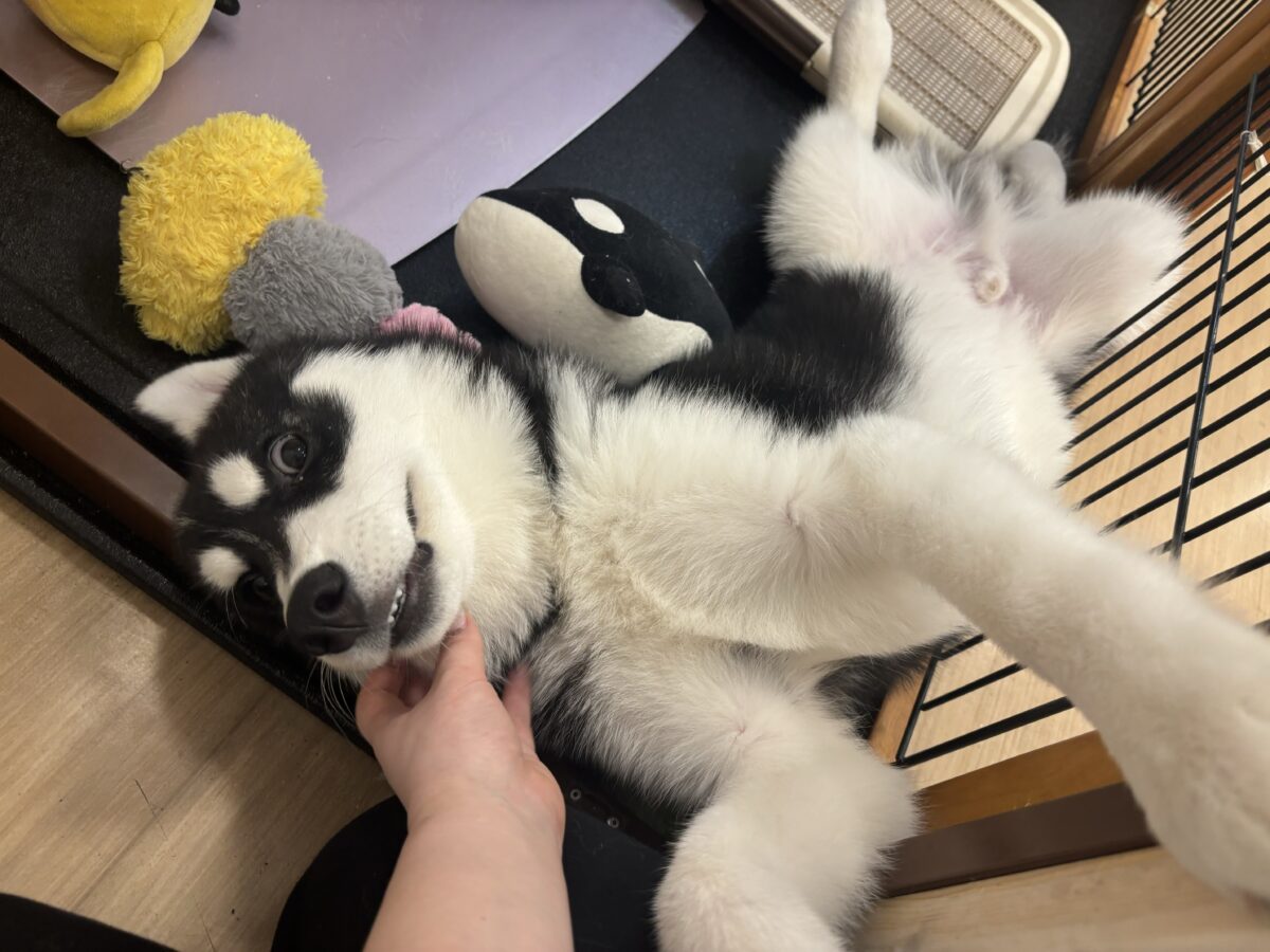 シベリアンハスキー