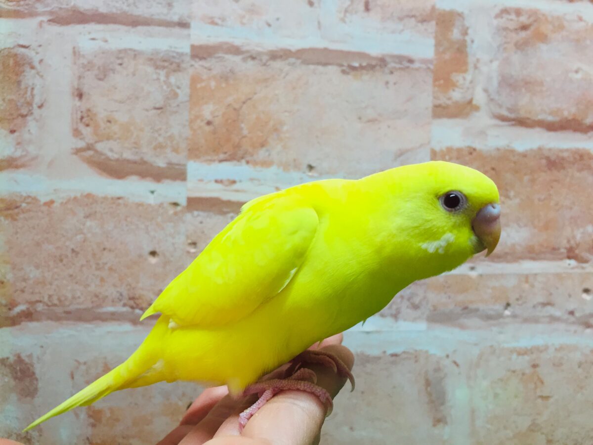 明るい黄色が魅力的🌟🌟🌟🌟 セキセイインコ(ルチノー) セキセイインコ