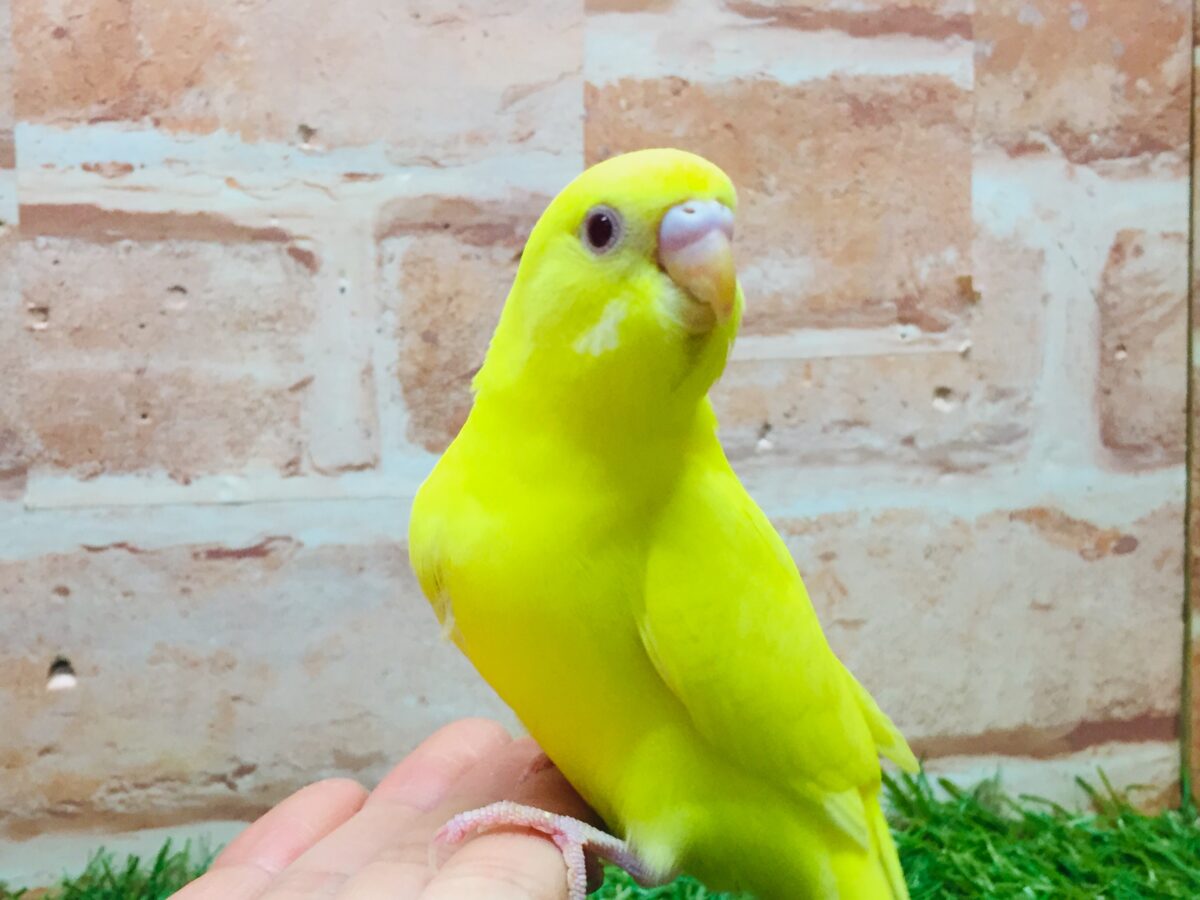 明るい黄色が魅力的🌟🌟🌟🌟 セキセイインコ(ルチノー) セキセイインコ