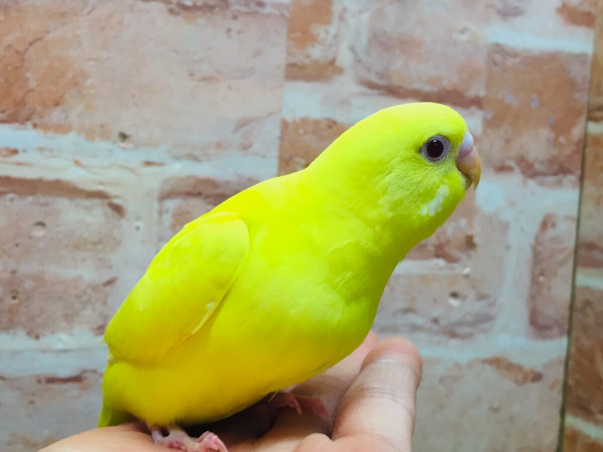 明るい黄色が魅力的🌟🌟🌟🌟 セキセイインコ(ルチノー) セキセイインコ