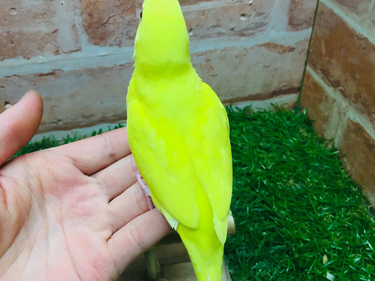 明るい黄色が魅力的🌟🌟🌟🌟 セキセイインコ(ルチノー) セキセイインコ