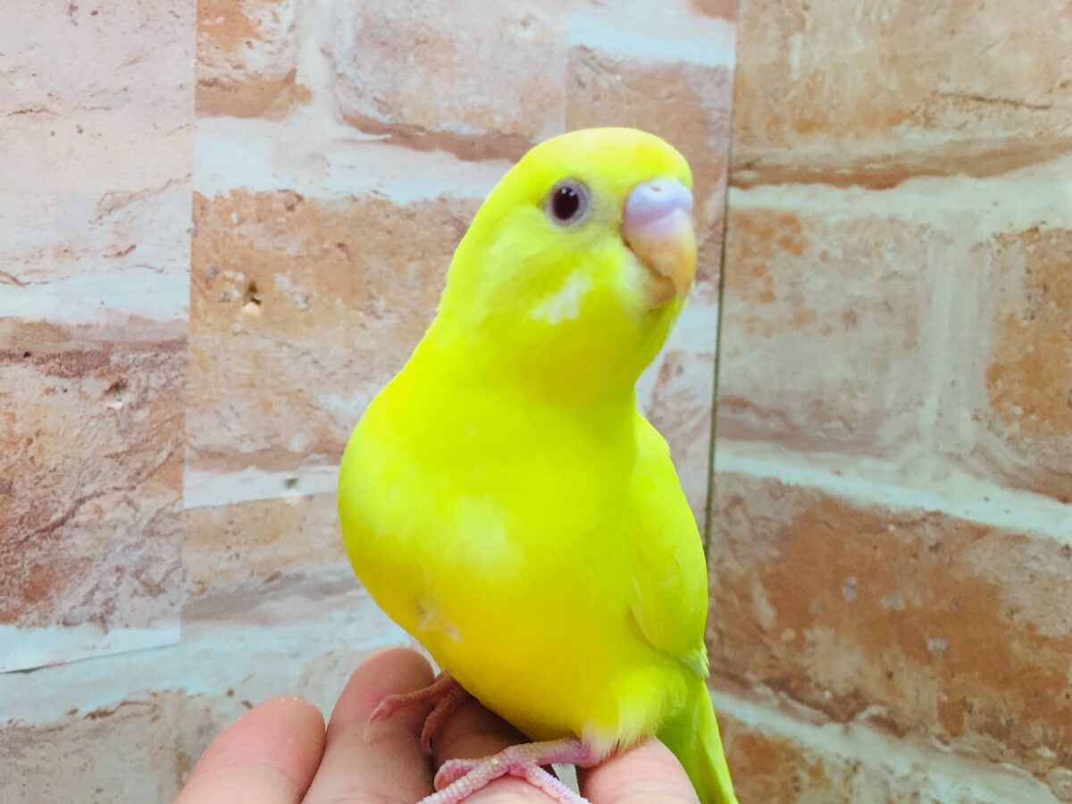 明るい黄色が魅力的🌟🌟🌟🌟 セキセイインコ(ルチノー) セキセイインコ
