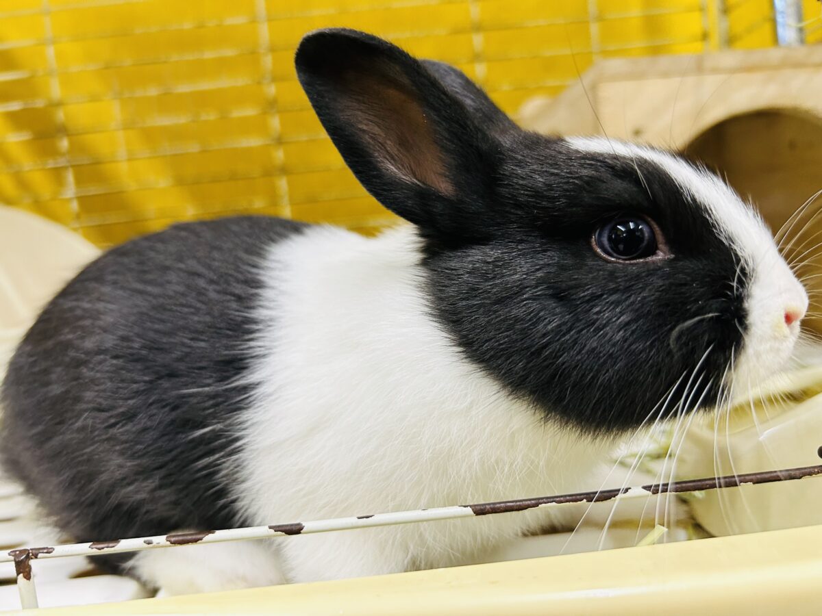 白黒オセロカラー⁉⁉ 個性的な色合いのウサちゃんがやってきましたよ~♥♥♥♥ ミックスウサギ