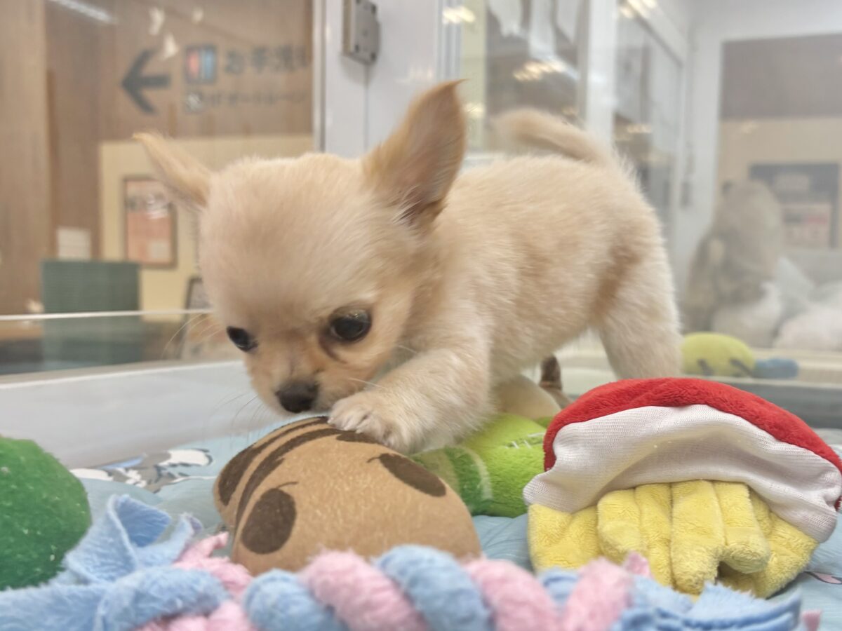 可愛いと全世界に叫びたいっ♥チワワくん! チワワ