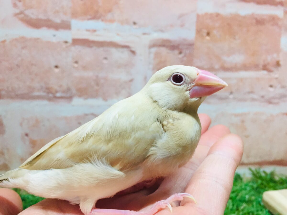 ミルクティーちゃんがやってきましたー(*´ω`*)💛💛 シナモン文鳥 シナモン文鳥