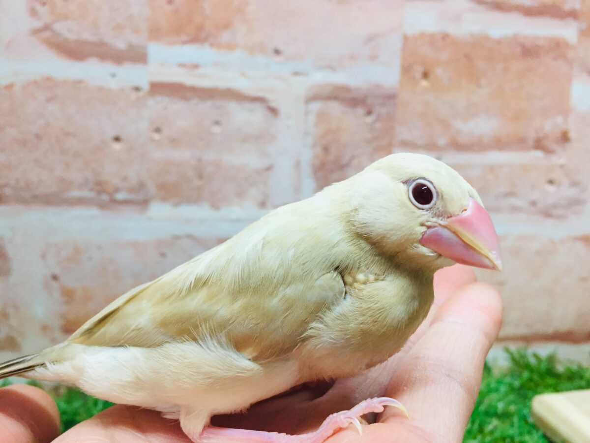 ミルクティーちゃんがやってきましたー(*´ω`*)💛💛 シナモン文鳥 シナモン文鳥