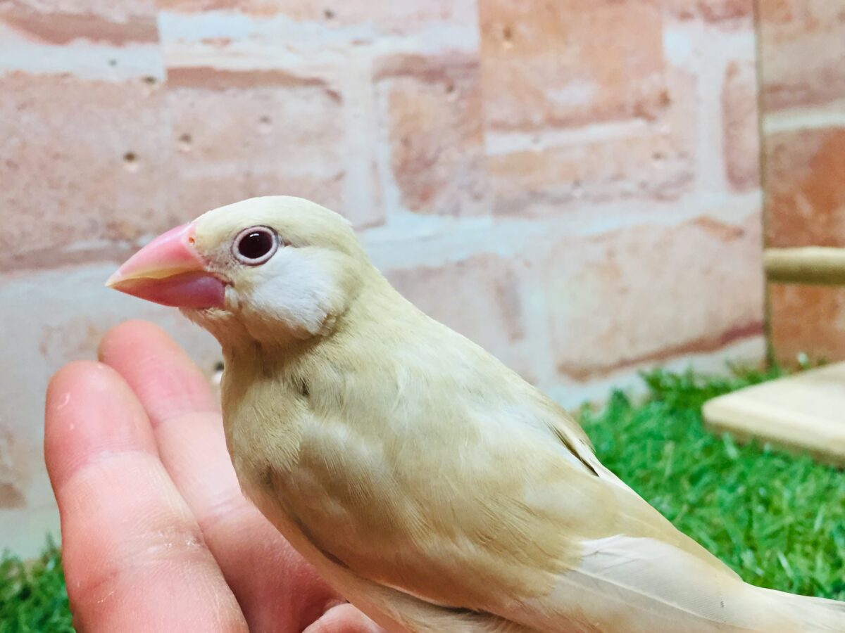 ミルクティーちゃんがやってきましたー(*´ω`*)💛💛 シナモン文鳥 シナモン文鳥