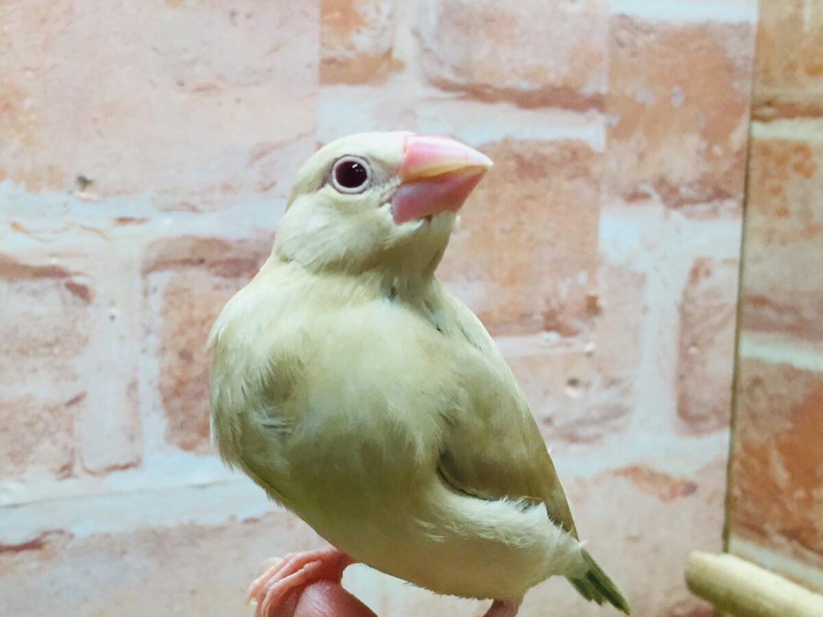 ミルクティーちゃんがやってきましたー(*´ω`*)💛💛 シナモン文鳥 シナモン文鳥